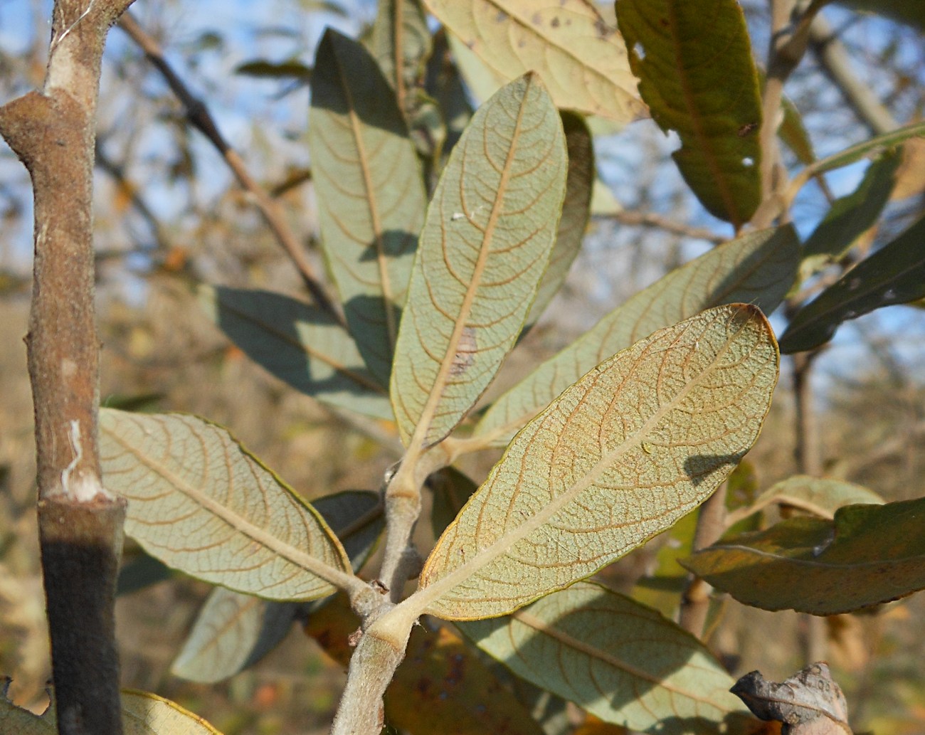 Salix atrocinerea / Salice di Gallura